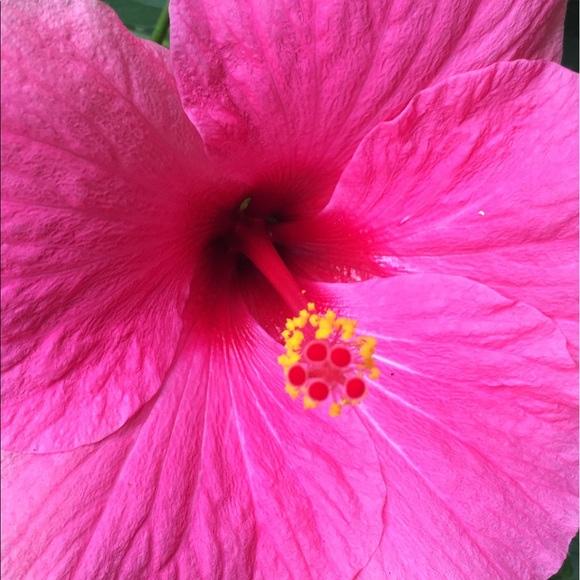 Meet your Posher, T - Picture 2 of 2